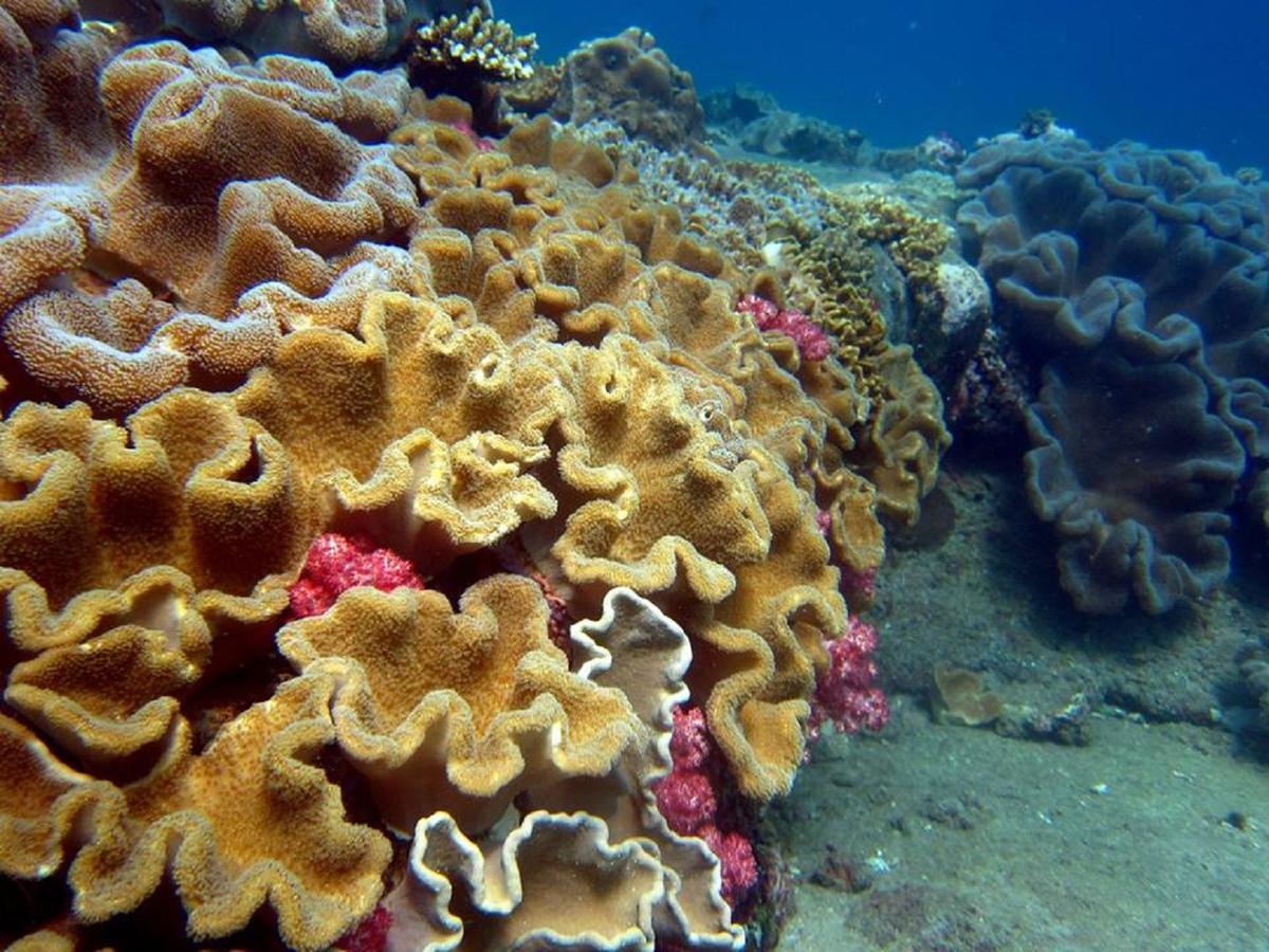 Seadina Coral Home Matara Exterior foto